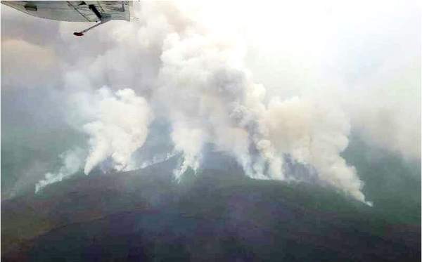 世界杯下单护林